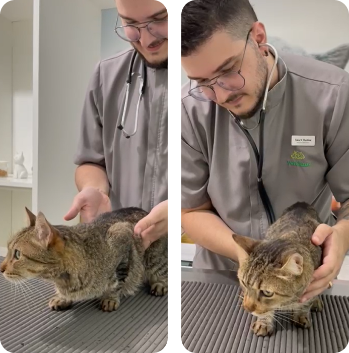 especialista-em-felinos