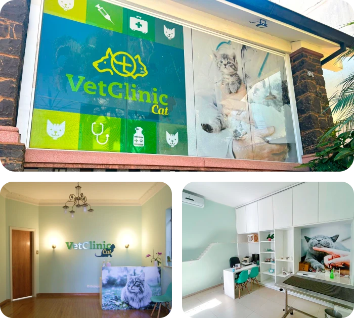 vetclinic-cat-friendly-são-paulo2