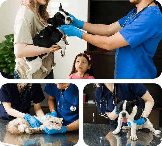 atendimento-veterinario-em-casa-são-paulo